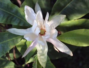 Magnolia tripetala