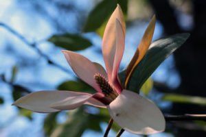 Magnolia woodsman x Pink Royalty